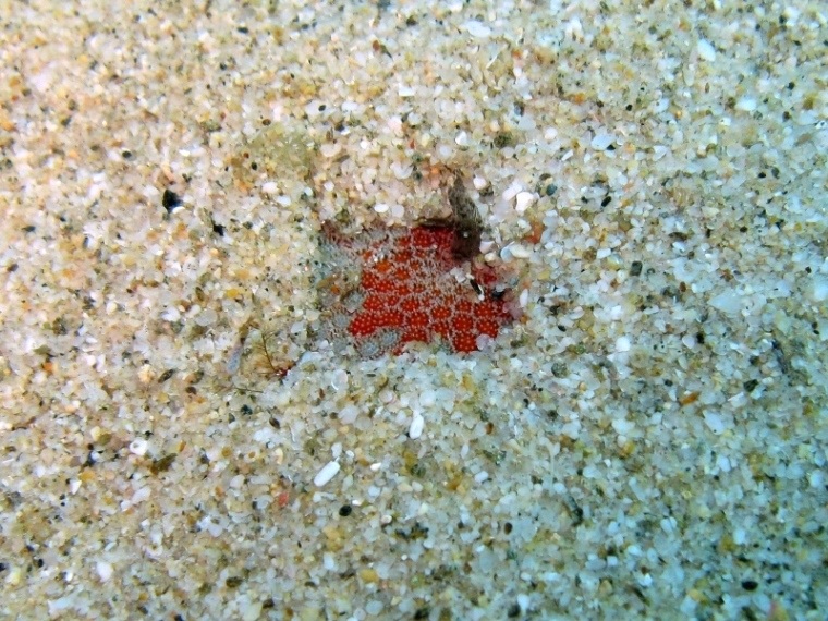 Astropecten aranciacus (Linnaeus, 1758)